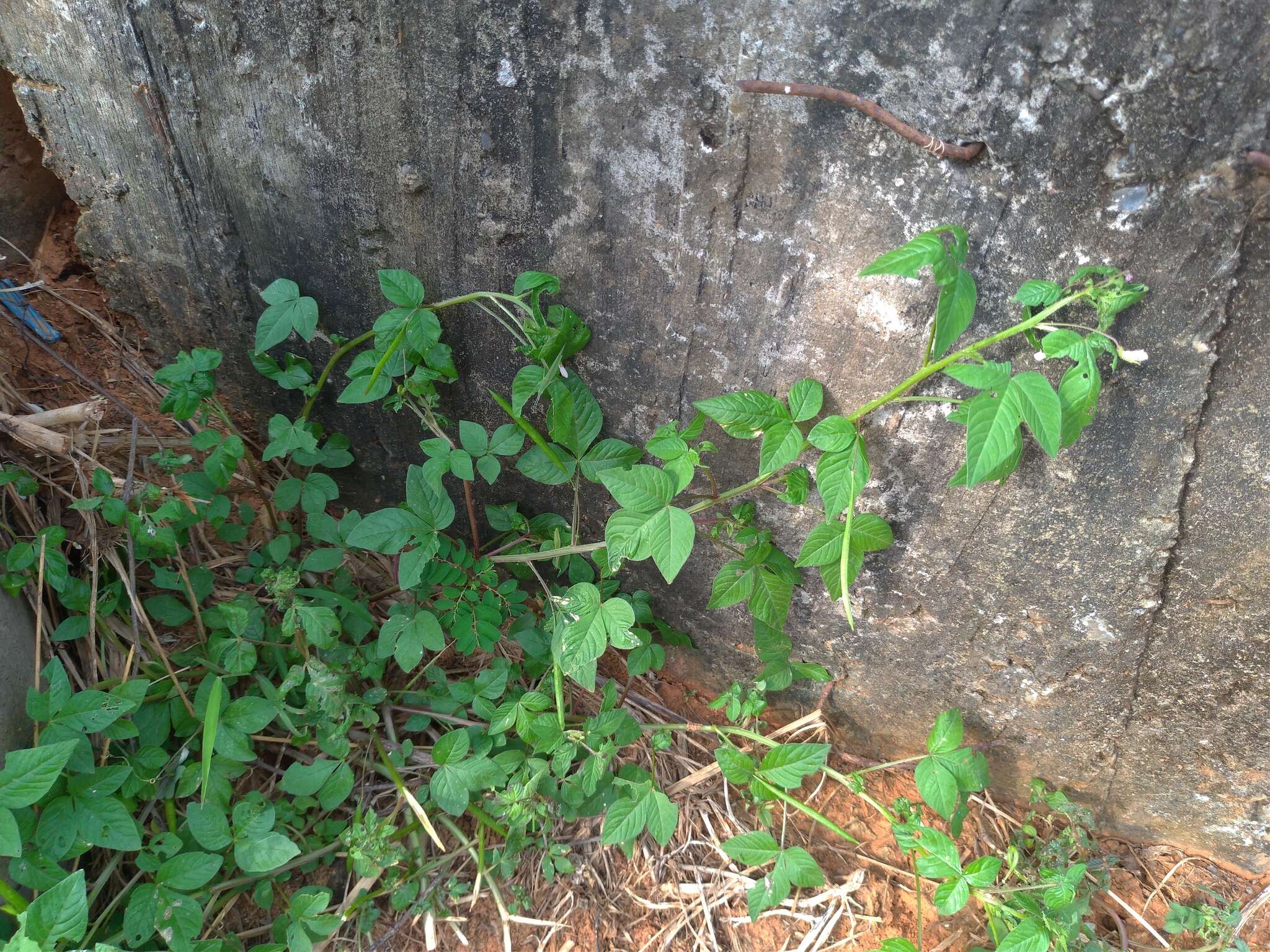 Imagem de Sieruela rutidosperma (DC.) Roalson & J. C. Hall