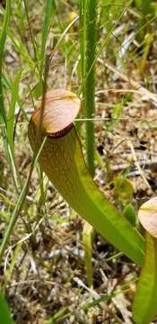 Image of pitcherplant