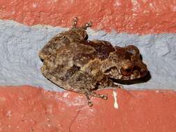 Image of Anil's Bush Frog