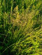 Image of golden oat grass