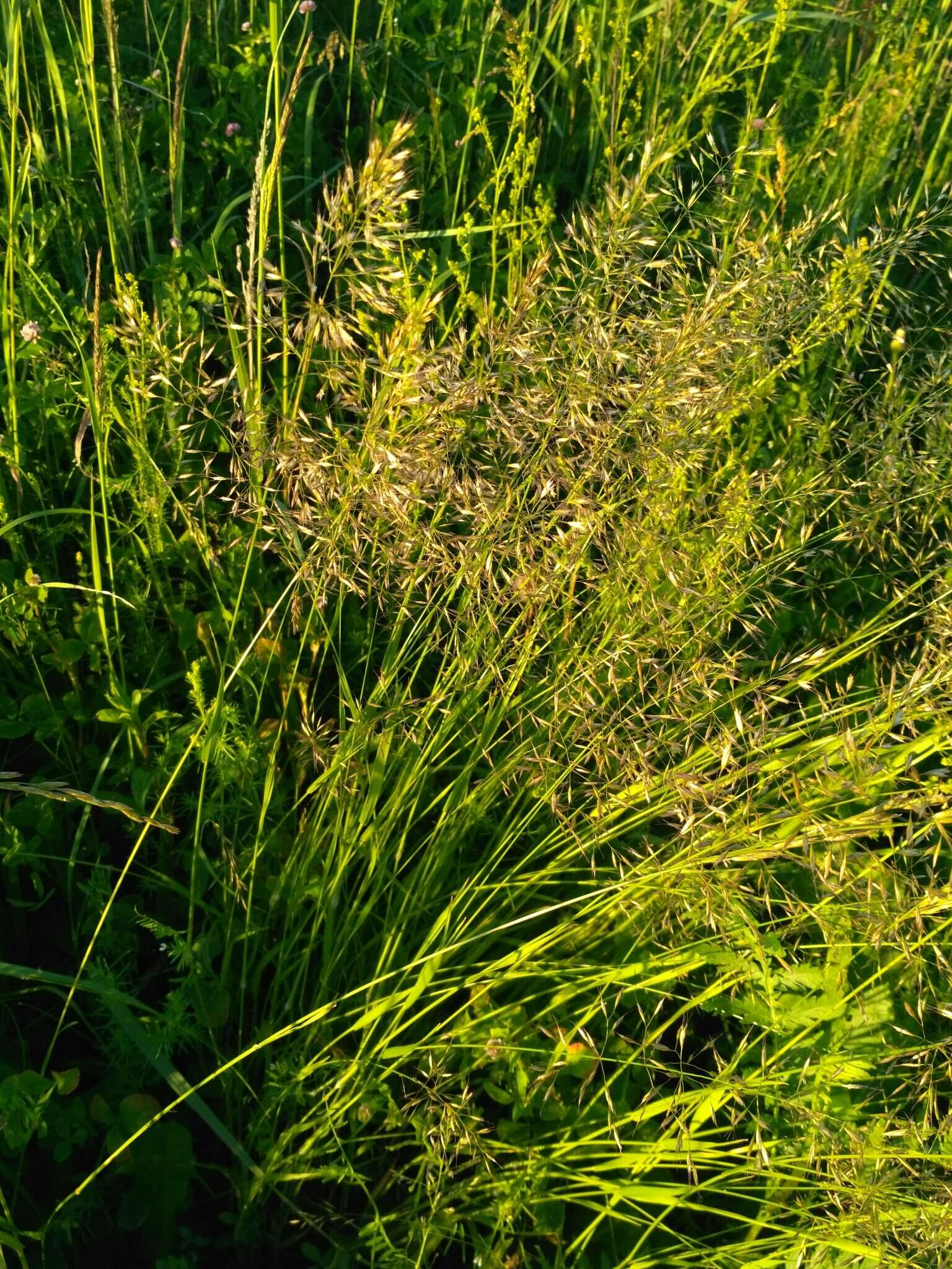 Image of golden oat grass