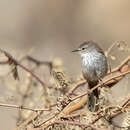 Image of Namaqua Prinia