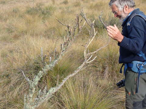 Image of Carmichaelia crassicaulis subsp. crassicaulis