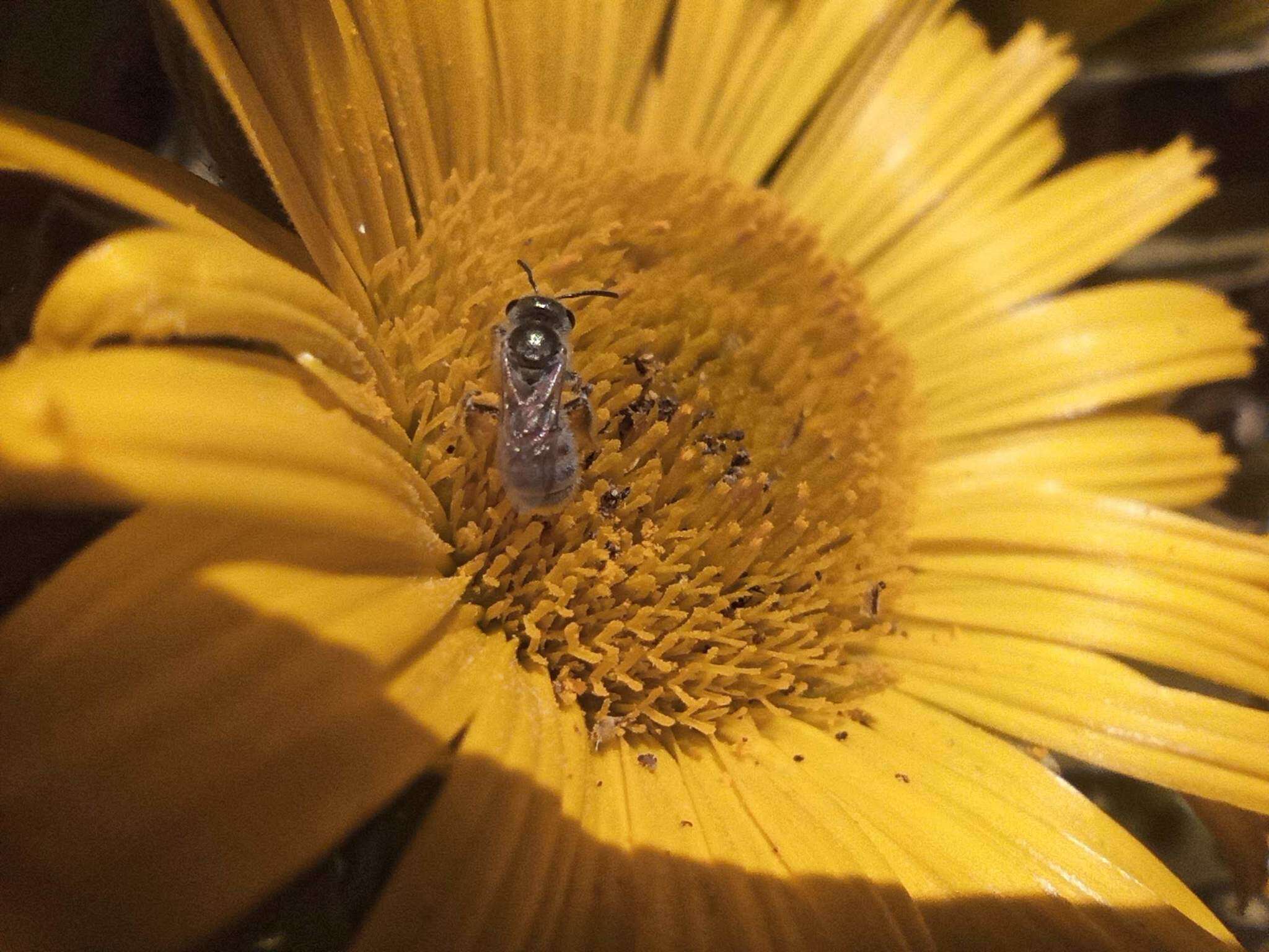 صورة Halictus concinnus Brullé 1840