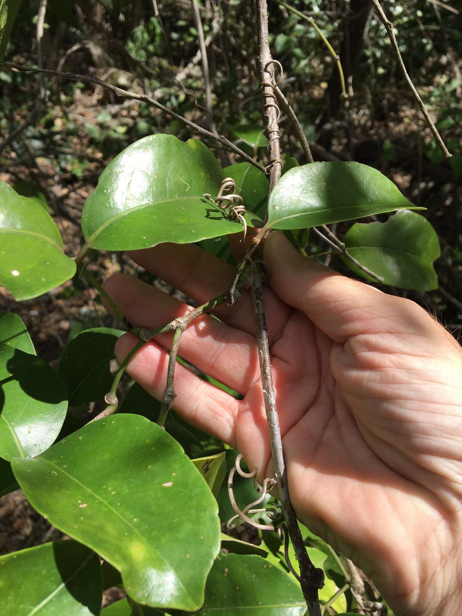 Image of Tetrastigma nitens (F. Müll.) Planchon