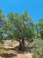 Imagem de Lydenburgia cassinoides N. Robson