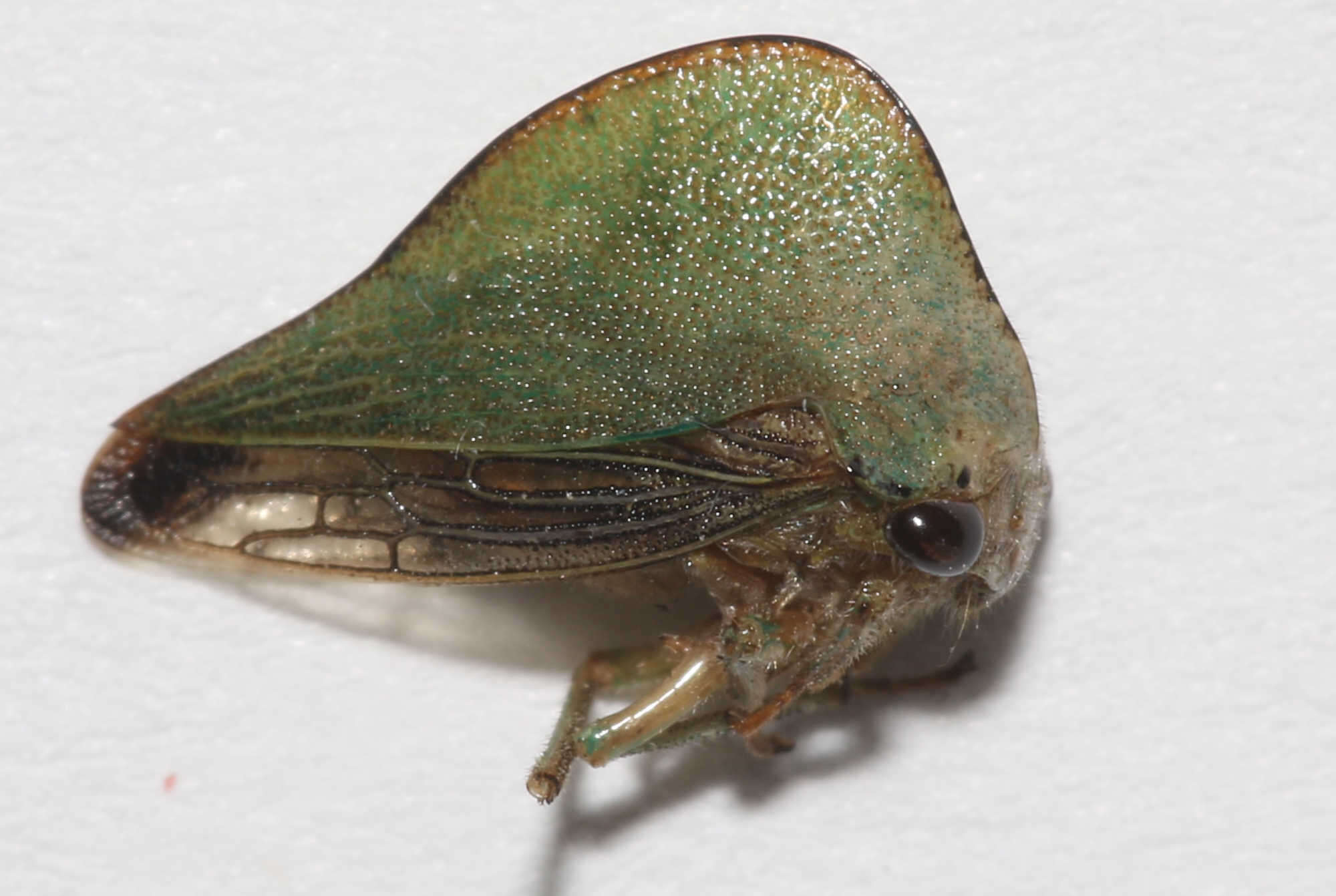 Image of Archasia pallida Fairmaire