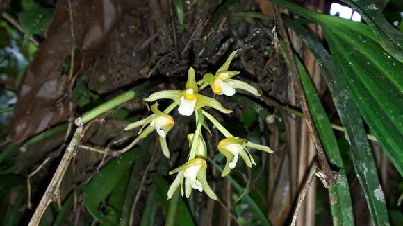 Image of Xylobium pallidiflorum (Hook.) G. Nicholson