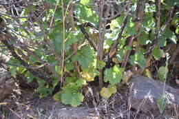 Image of Ribes tortuosum Benth.