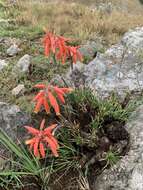 Image of Aloe chortolirioides var. chortolirioides