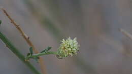 Image of shortleaf baccharis