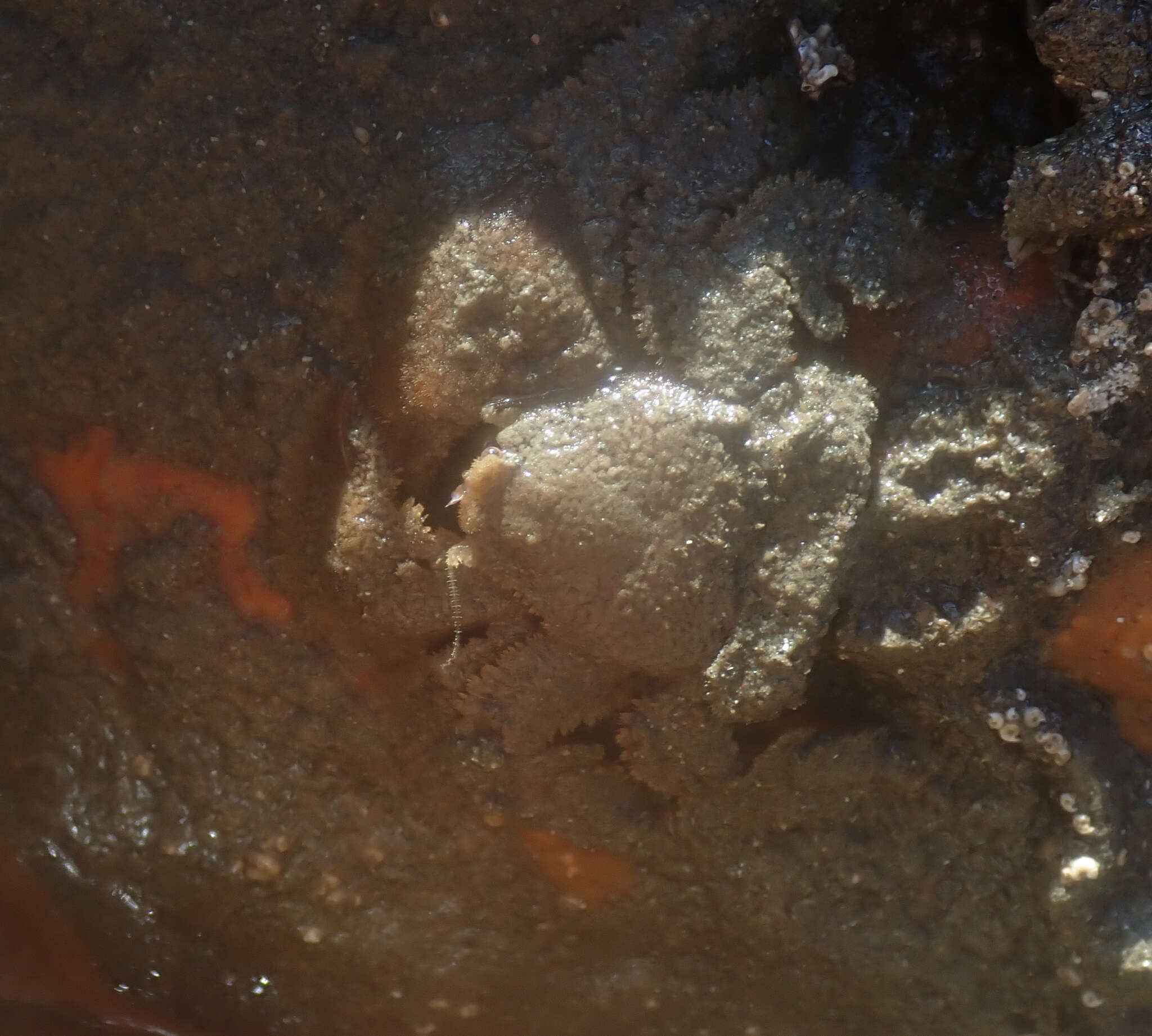 Image of furry crab