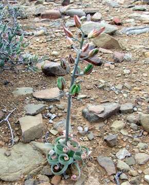 Image de Albuca concordiana Baker