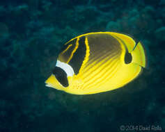 Image of Halfmoon Butterflyfish