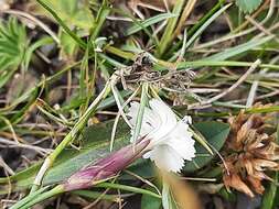 Слика од Dianthus cretaceus Adams