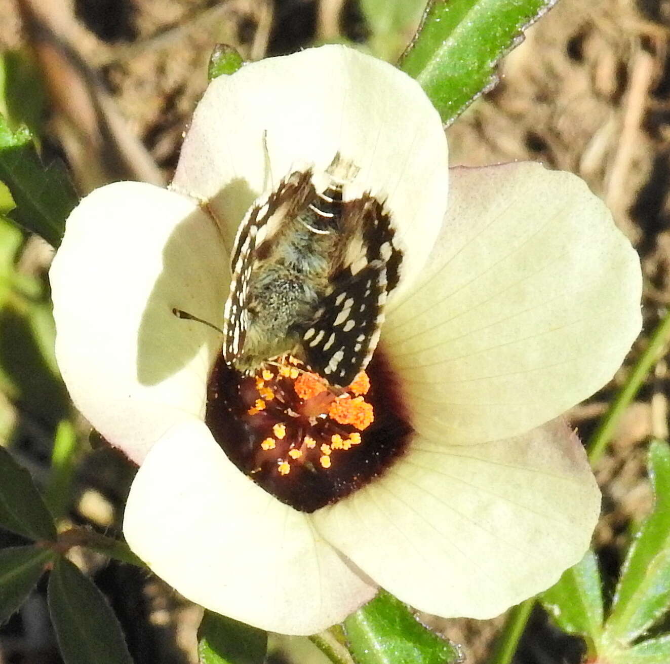 Image of Spialia spio Linnaeus 1764