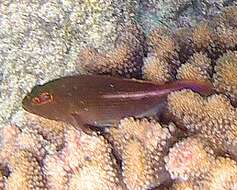 Image of Arc-eye Hawkfish