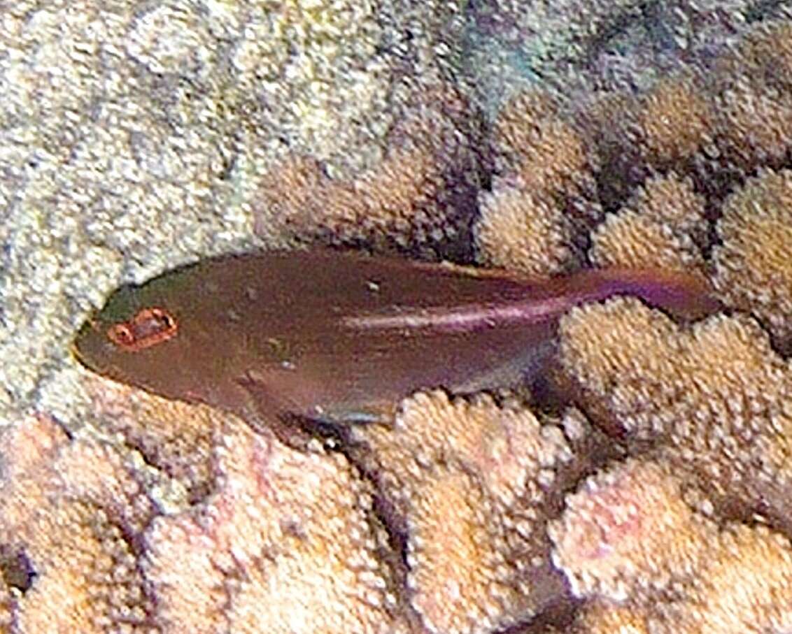 Image of Arc-eye Hawkfish