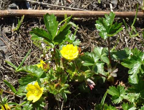 Image of Potentilla crantzii subsp. gelida (C. A. Mey.) J. Soják