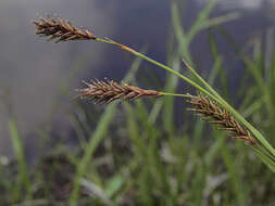 Image de Carex luzulina var. ablata (L. H. Bailey) F. J. Herm.