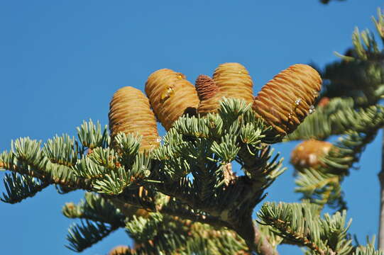 Image of white fir