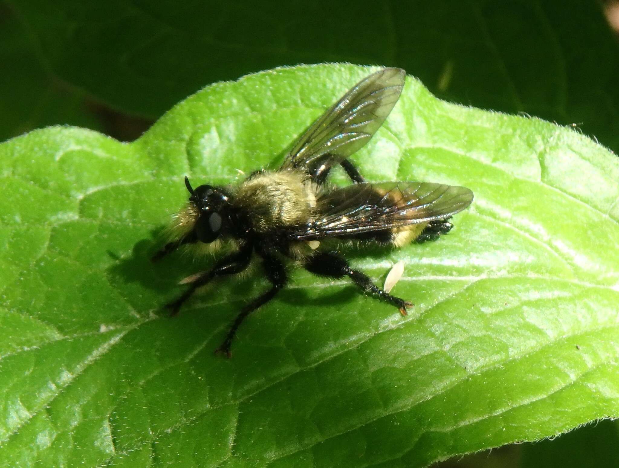 Image of Laphria divisor (Banks 1917)