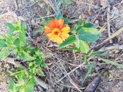 Imagem de Zinnia elegans Jacq.