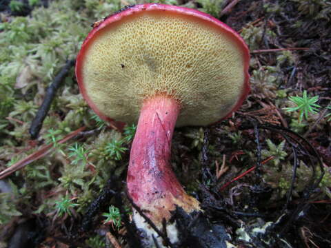 Image of Boletus purpureorubellus T. J. Baroni, Yetter & Norar. 1998