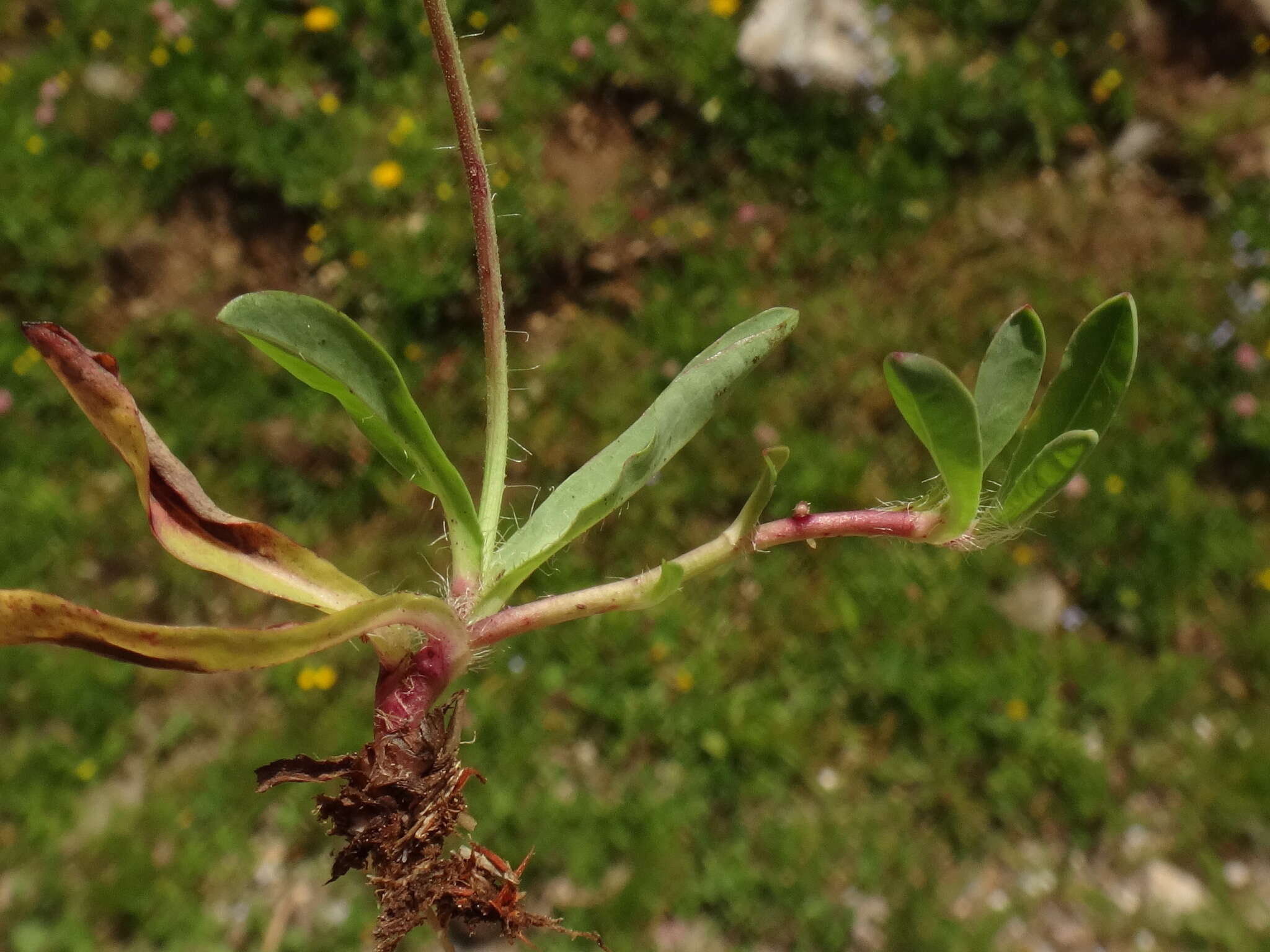 Image of Pilosella lactucella (Wallr.) P. D. Sell & C. West