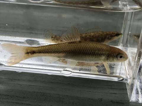 Image of Tonguetied Minnow