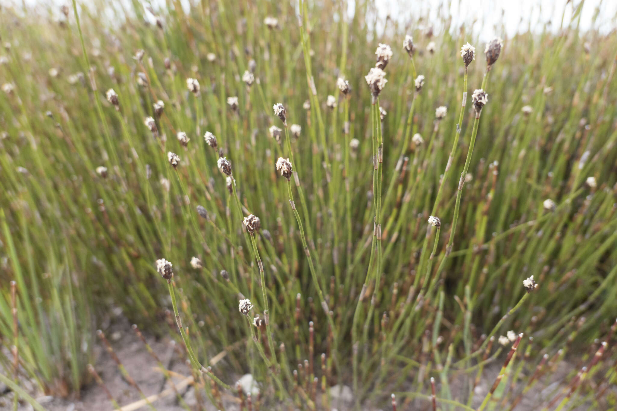 Слика од Chordifex monocephalus (R. Br.) B. G. Briggs