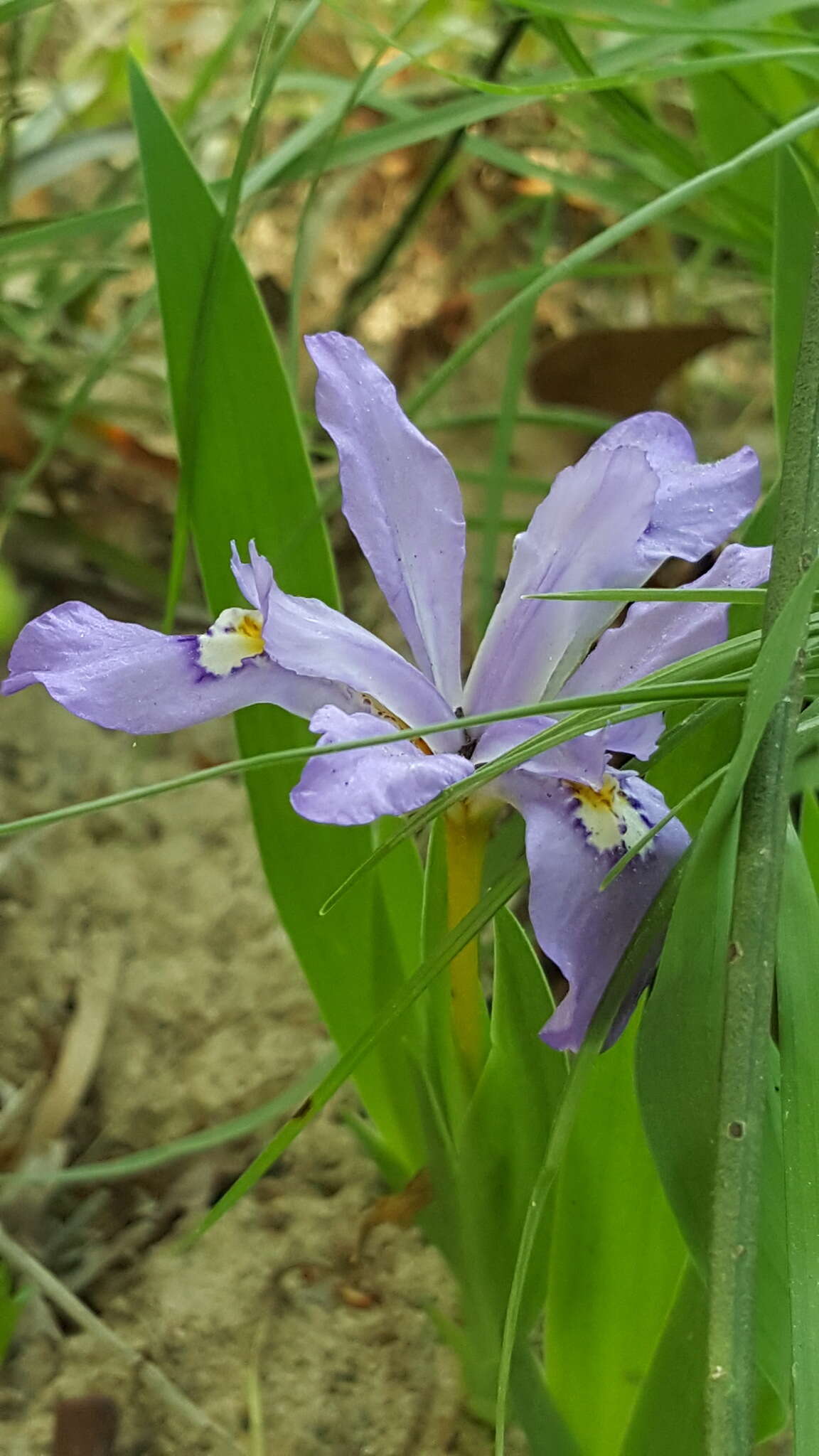 Image of crested iris