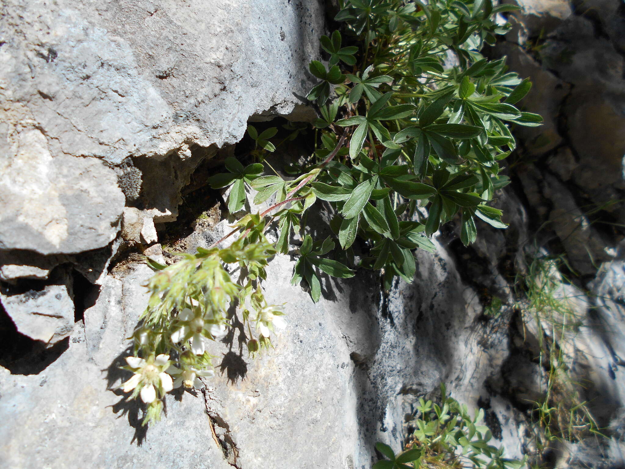 Image of Potentilla caulescens L.