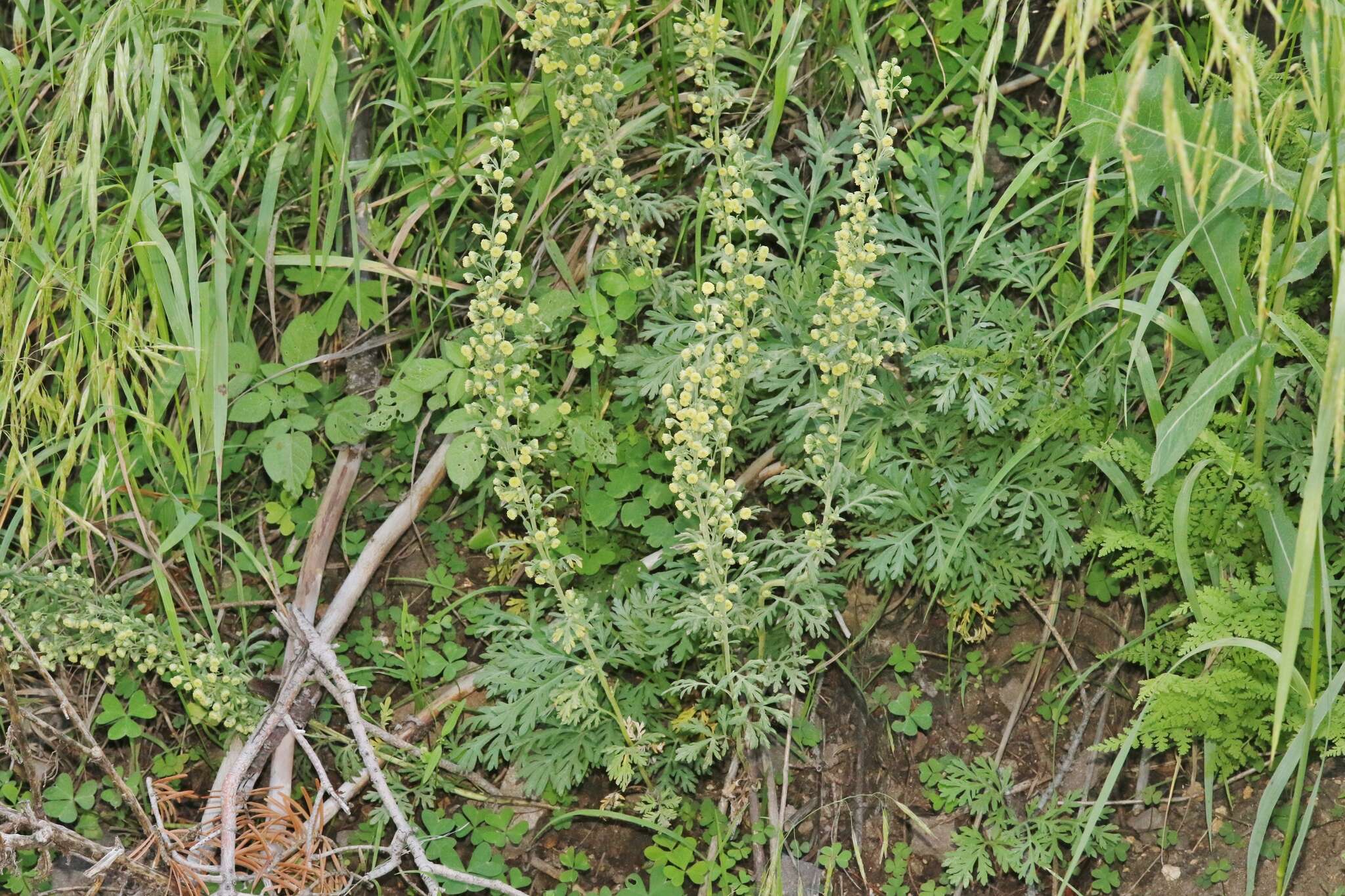 صورة Artemisia franserioides Greene