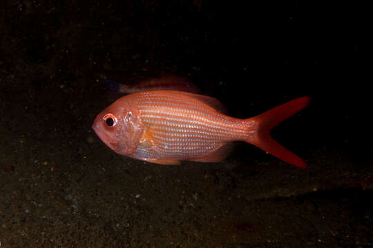 Image of Eastern nannygai