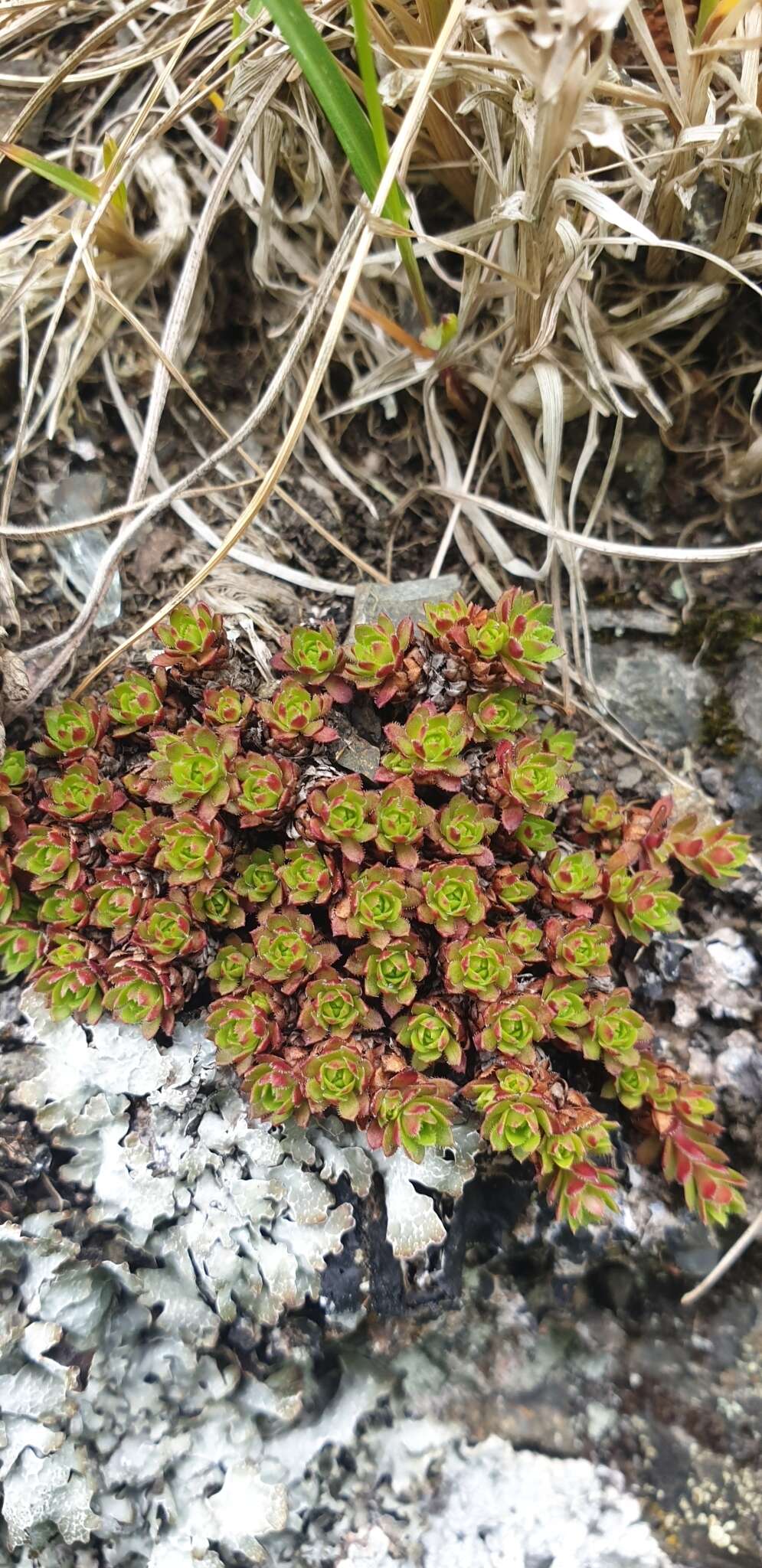 Image of Funston's Saxifrage