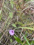 Image of rockland morning-glory