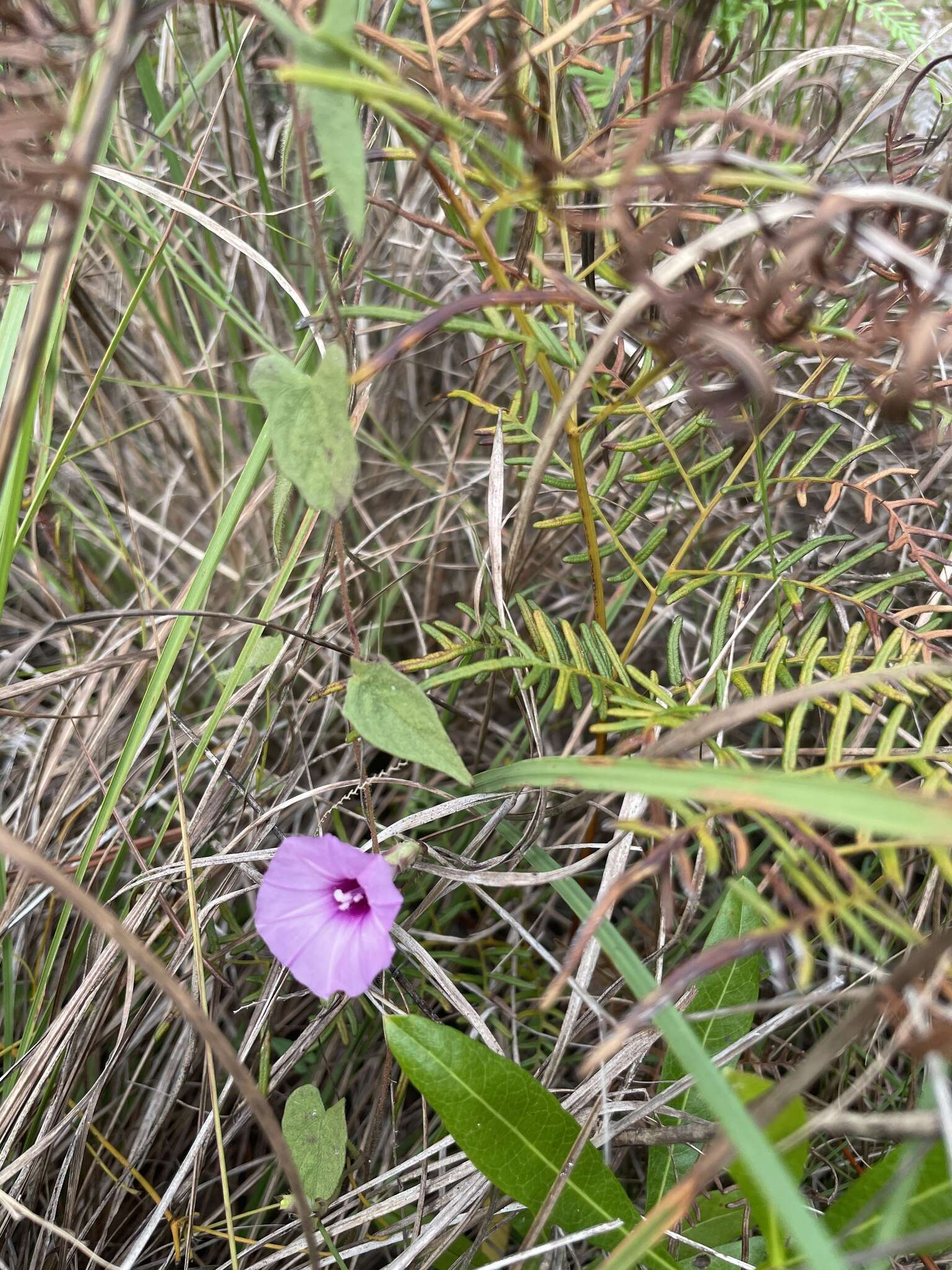 Image of rockland morning-glory