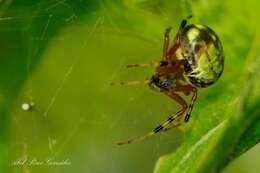 Imagem de Araneus workmani (Keyserling 1884)