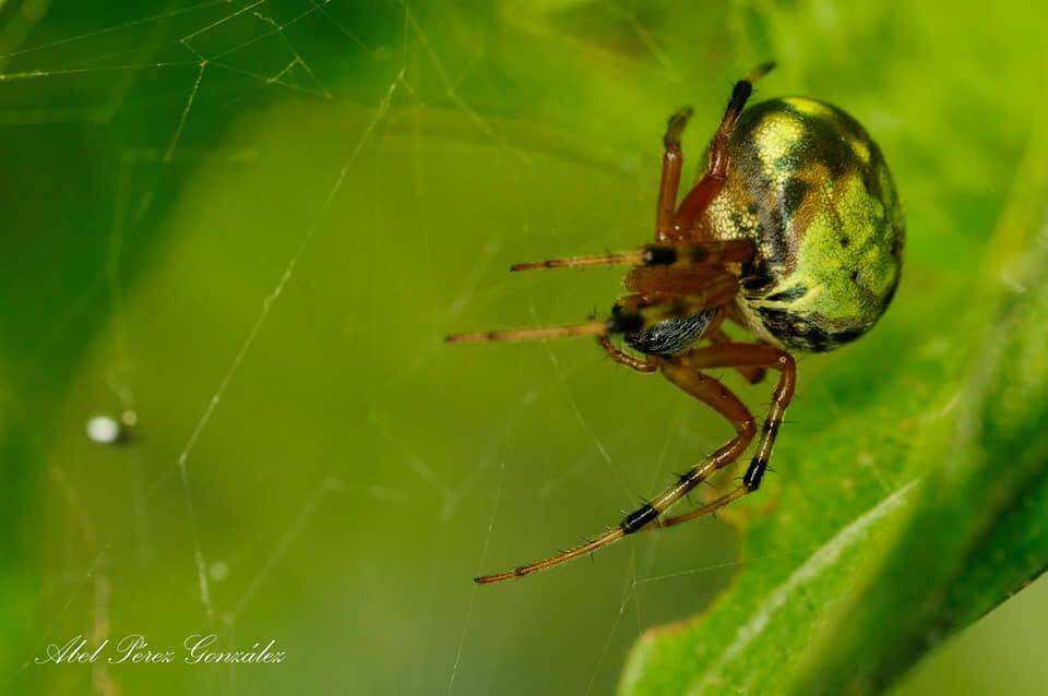 Imagem de Araneus workmani (Keyserling 1884)