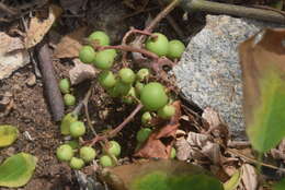 Plancia ëd Ampelocissus acapulcensis (Kunth) Planch.