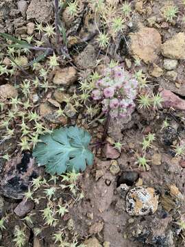 Image of twoleaf springparsley