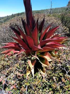 Image de Agave montana Villarreal