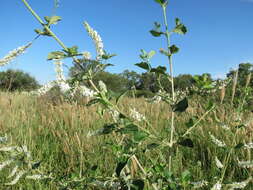 صورة Aloysia scorodonioides var. scorodonioides