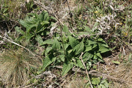 Image of Phlomis herba-venti subsp. pungens (Willd.) Maire ex De Filipps