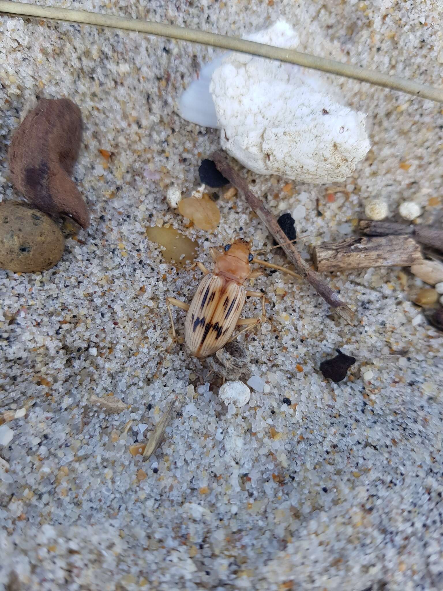 Sivun Nebria (Eurynebria) complanata (Linnaeus 1767) kuva