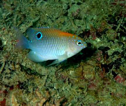 Image of Dusky Damselfish