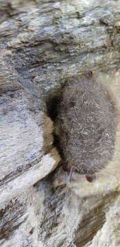 Image of Greater Tube-nosed Bat