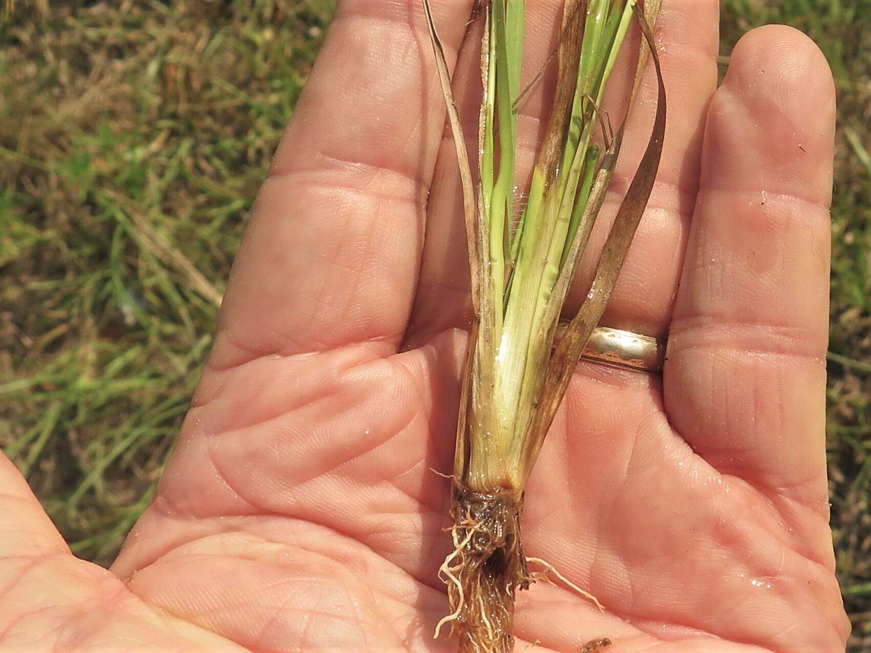 Image of Curtiss' yelloweyed grass