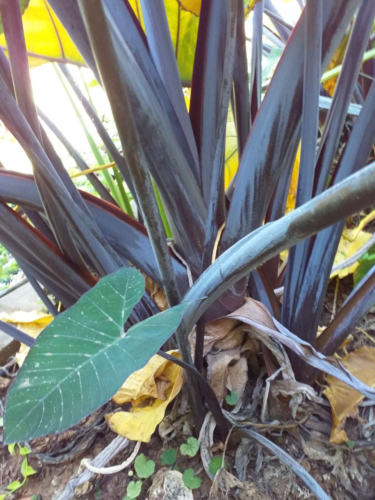 Image of arrowleaf elephant's ear